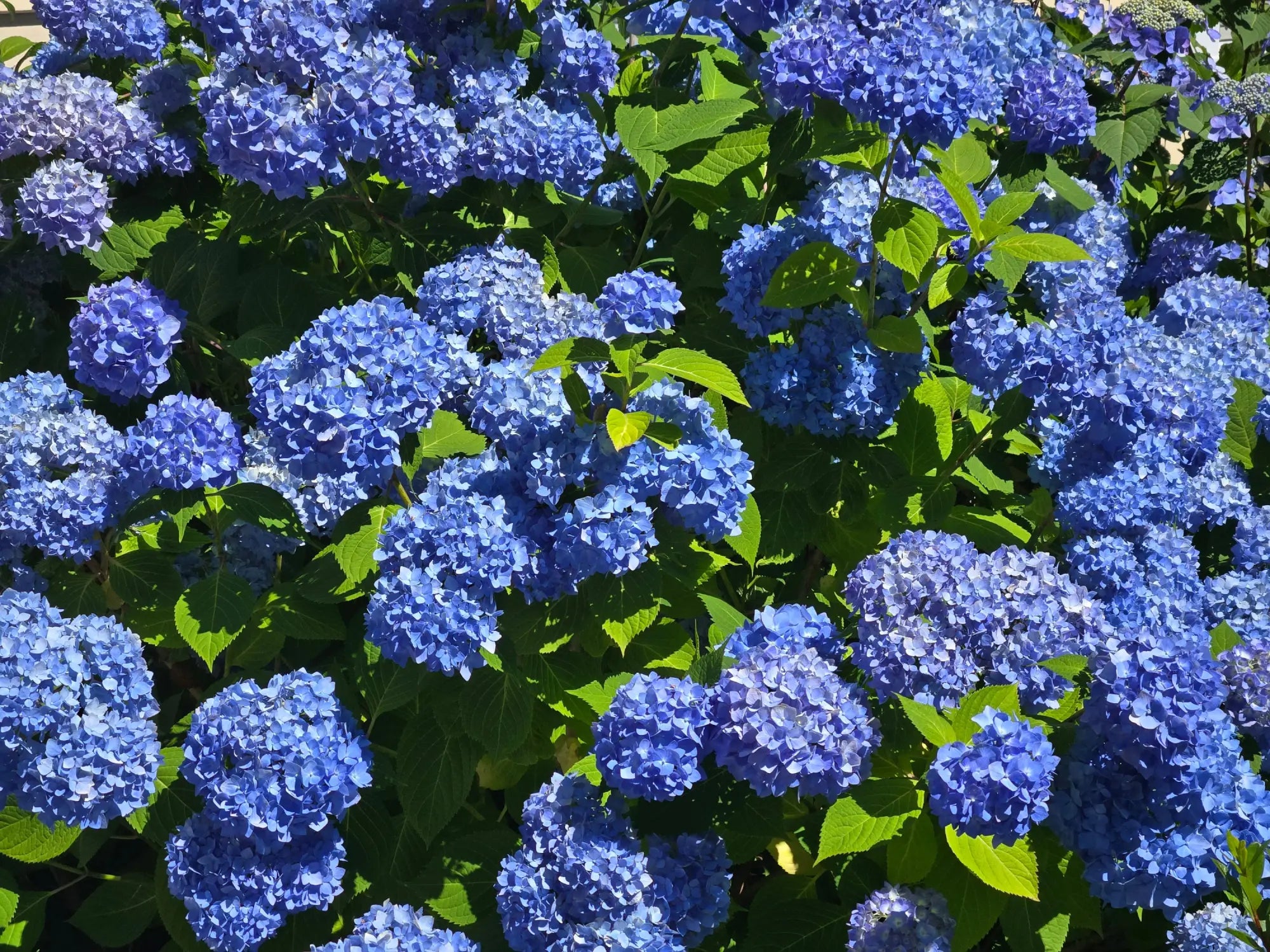 Scottish Creations July Newsletter