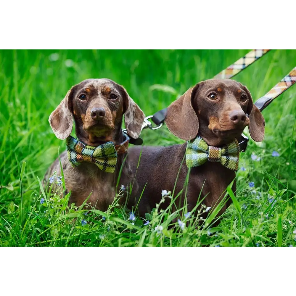 Doggie Bow Ties - Animals & Pet Supplies