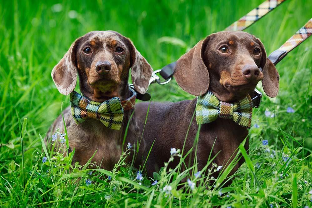 Doggie Bow Ties | Leather Guild | Scottish Creations