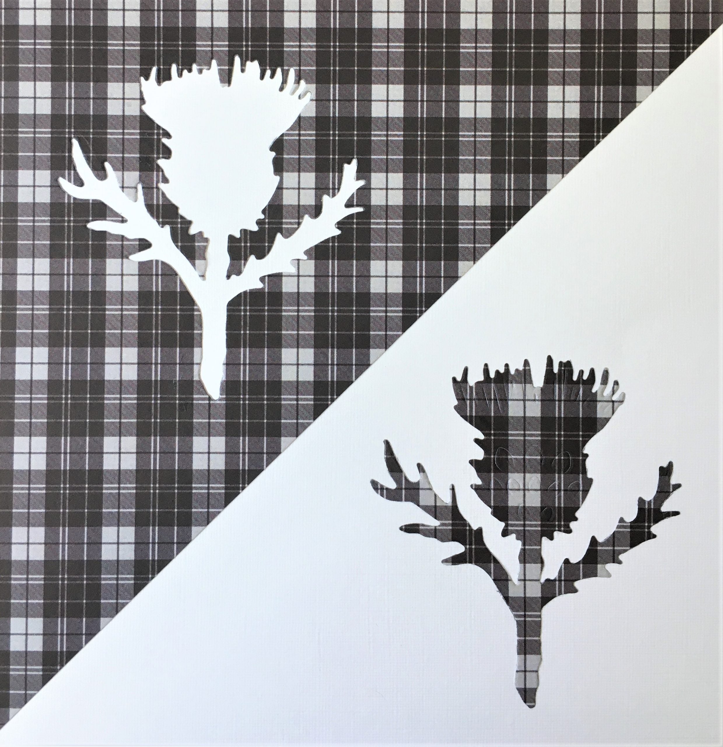 Scottish Thistle on White Tartan Card | Roseneath Studios | Scottish Creations