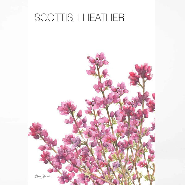 Scottish Heather Tea Towel | Clare Baird | Scottish Creations